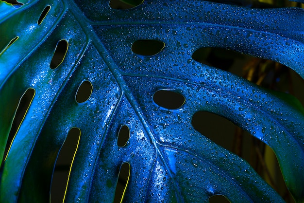 Foglia di monstera blu tropicale vista dall'alto