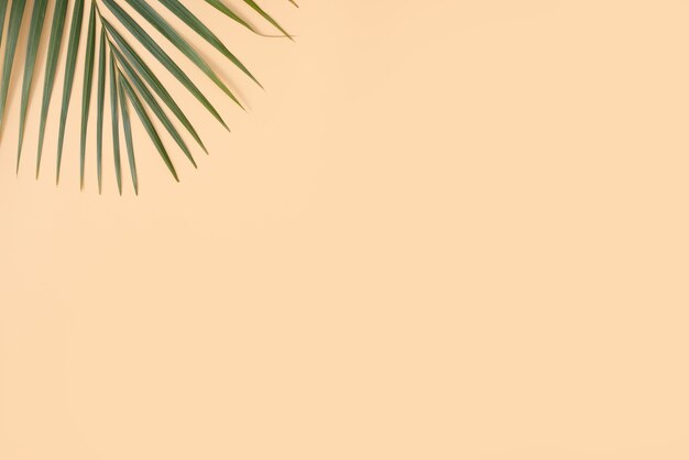 Top view of tropical palm leaves branch isolated on bright orange surface with copy space.