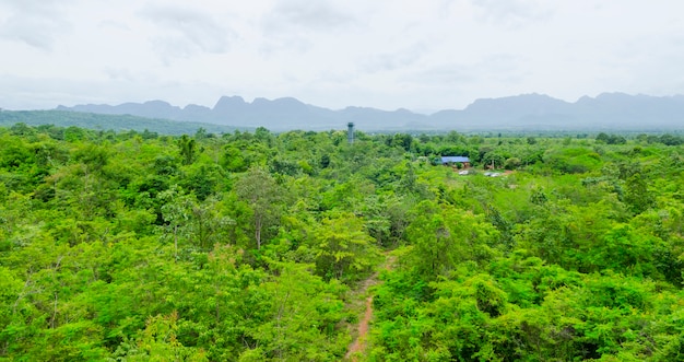 top view of Tropical rain forest in Thailand.