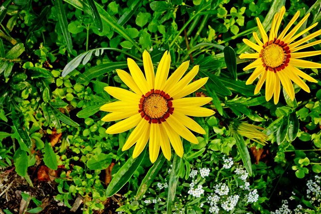 Top view of two yellow flowers in the garden