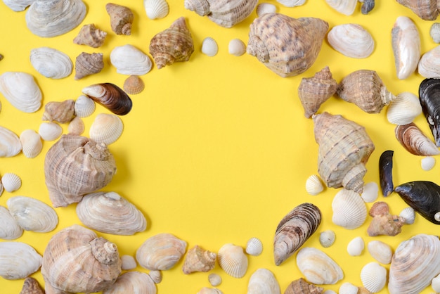Top view of various kinds seashells on yellow background. 