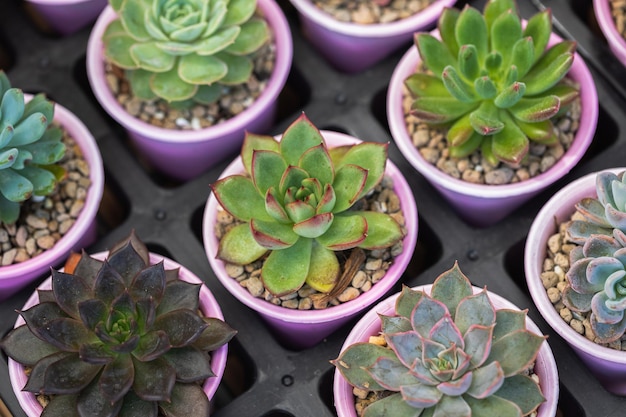 Vista dall'alto di vari vasi per piante succulente