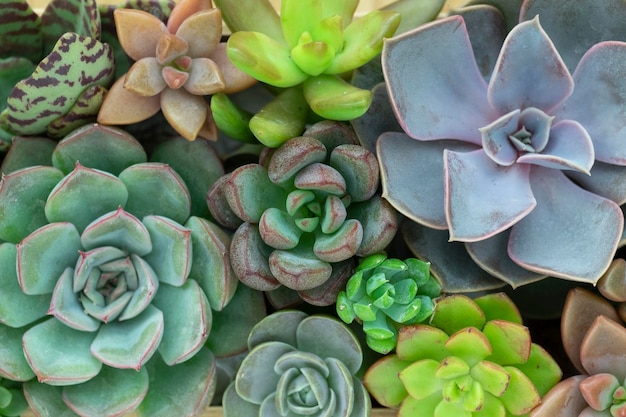 top view of various succulent plants houseplant background