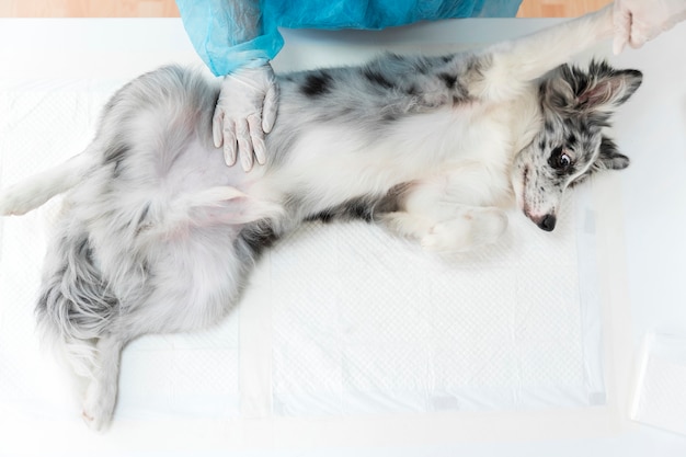 Photo top view of veterinarian female examines the quiet dog