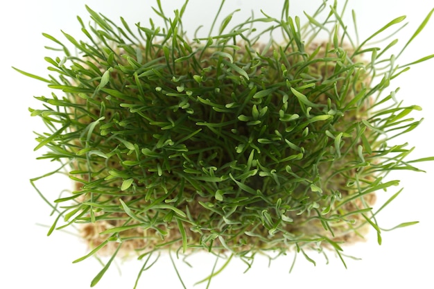 Foto vista dall'alto di uno stelo di erba di grano verde vibrante su una superficie bianca con messa a fuoco selettiva