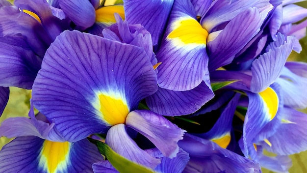 Top view of vibrant purple iris flowers