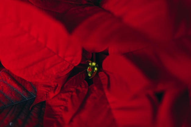 Top view of vibrant red holiday christmas pointsettia leaves