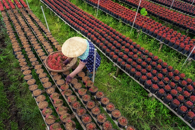 Top view of Vietnamese farmer working with red flowers garden in sadec