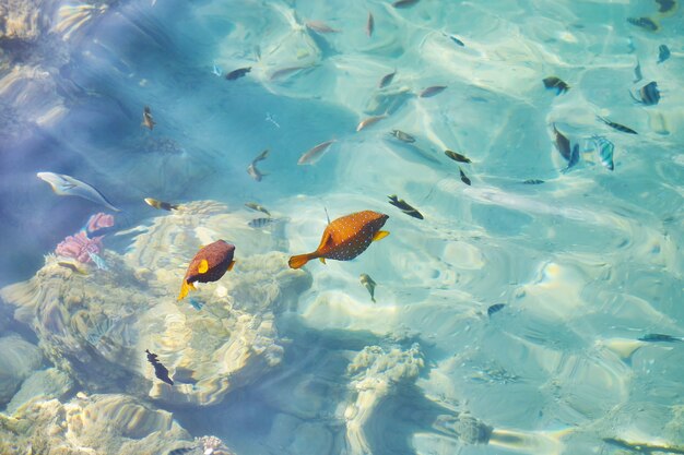 바다의 수정처럼 맑은 수면 아래 생생한 물고기의 상위 뷰.