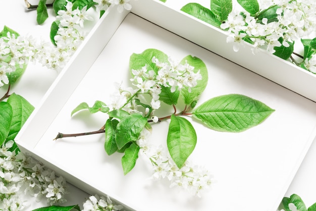 Top view white cardboard box in bird cherry