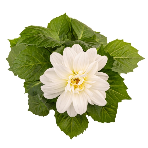 Top view of white dahlia flower