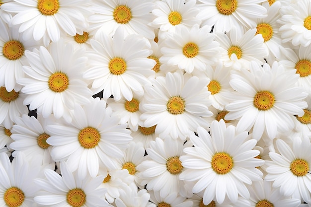 Top View of White Daisy Flowers Background