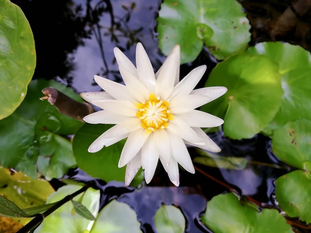 太陽の日の朝にプールに咲く白い蓮の花のトップ ビュー