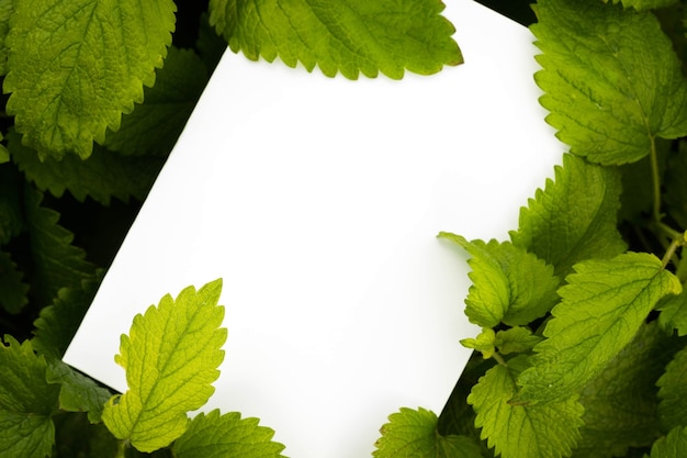 Foto vista dall'alto di carta bianca su foglie di menta balsamo verde