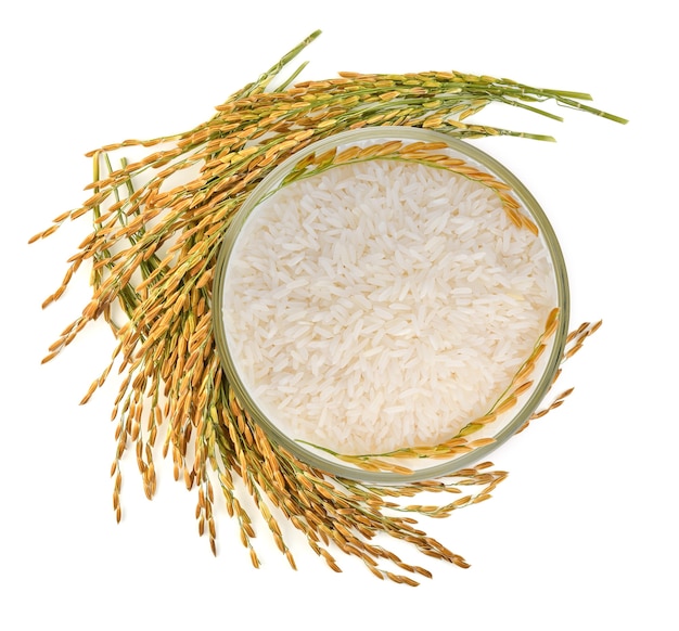 Top view of white rice (Thai Jasmine rice) in the bowl and unmilled rice isolated on white