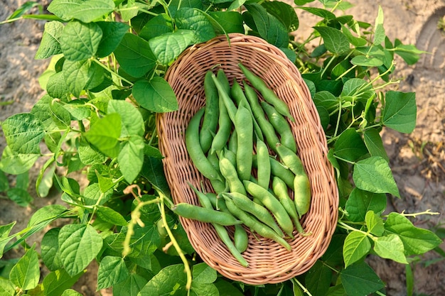 Top view of wicker plate with harvest of green beans in summer garden on bed with bean plants Growing natural eco organic healthy vegetables Food horticulture harvest agriculture concept