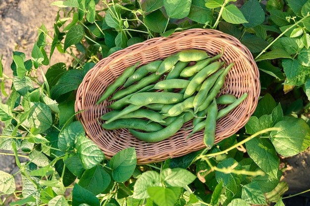 Top view of wicker plate with harvest of green beans in summer garden on bed with bean plants growing natural eco organic healthy vegetables food horticulture harvest agriculture concept