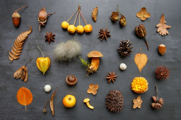 Top view of wild berries,dry leaves and flowers, physalis, prickly chestnut, hazel nuts, acorn, cones, mushrooms, anise, fern on grunge navy blue background. Flat lay