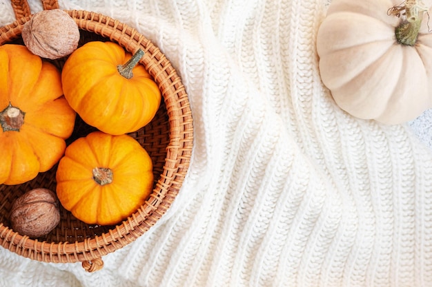 Photo top view with pumpkins in basket