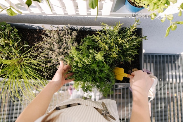 Top view of woman gardening on terrace Female replanting plants at terrace outdoor