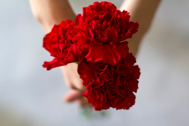 Top view of woman holding red carnations revolution and april 25 concept