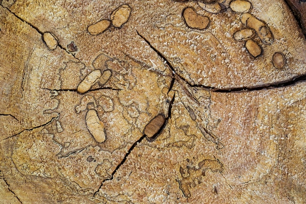 Top view of a wooden natural stump