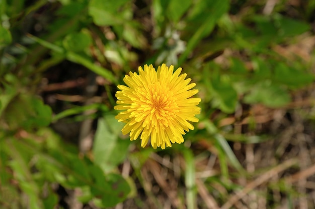 黄色のタンポポの花の平面図 黄色のタンポポと春の牧草地