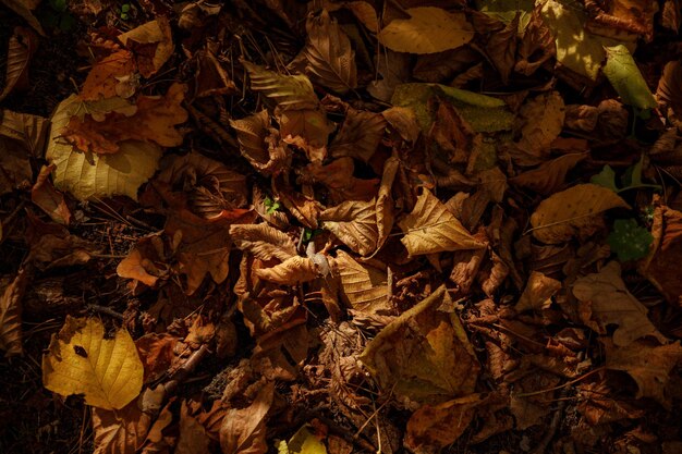 top view yellow dry leaves