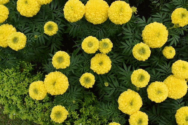 Top view of yellow marigold flower in garden