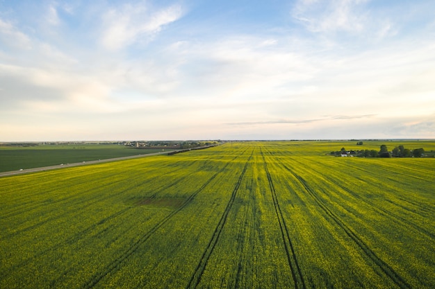 Top view of a yellow rapeseed field after rain in Belarus, an agricultural area.The concept of development of the agricultural sector.