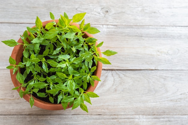 Top view young fresh Thai chilli tree in garden pot on wooden plank