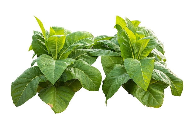 Vista dall'alto della giovane pianta di tabacco verde isolata su bianco