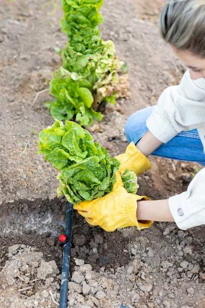 Top view of a young woman taking a lettuce from the wet ground with irrigation by automatic drip system