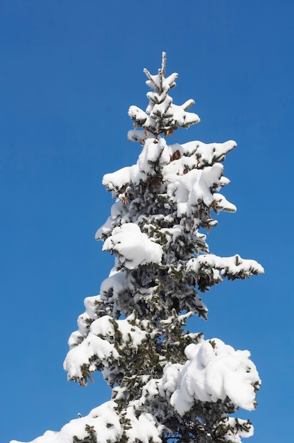 Верхняя часть зимней заснеженной ели с большим количеством шишек на голубом небе