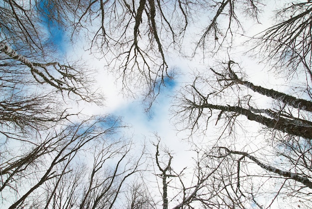 Top of winter trees with blue sky and clouds