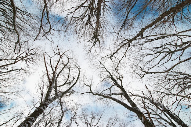 Top of winter trees with blue sky and clouds.