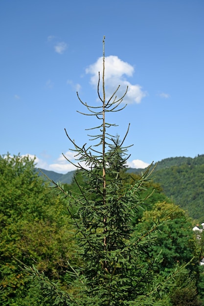 The top of a young growing spruce against the background of mountains and a blue sky