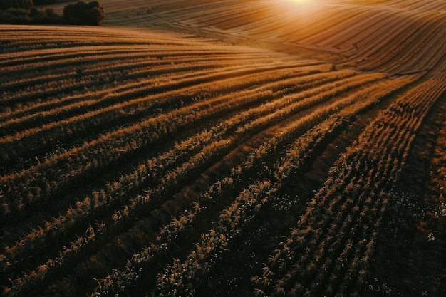 topbeeld van maïsveld met zonsondergang achtergrond landschap natuurlijke boerderij