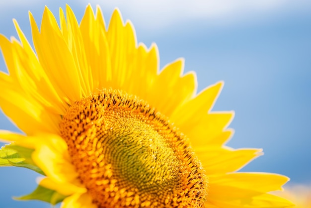 Topdown close-up shot van heldere zonnebloem Mooie gouden zonnebloemplant in bloei tegen blauwe lucht verlicht door zonlicht