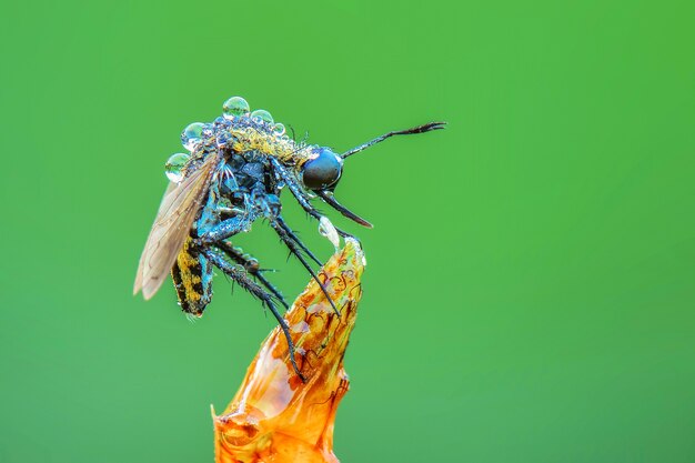 tophoxora Klokkenluider vlieg op groene achtergrond