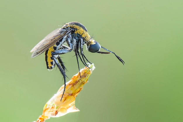 tophoxora Klokkenluider vlieg op groene achtergrond