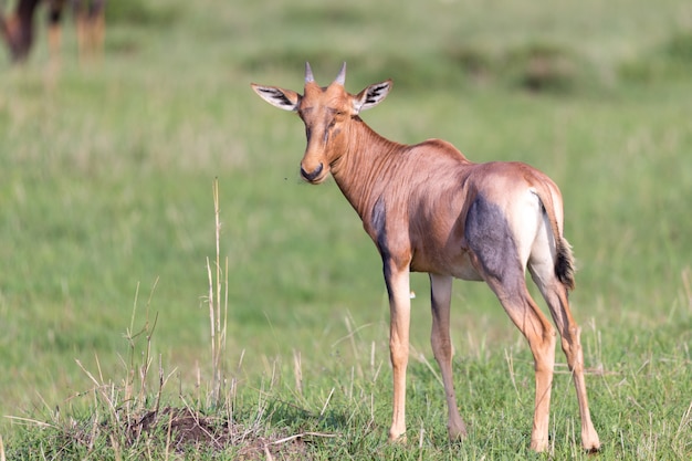 Topi antelope in the Kenyan savanna in the middle of the grass landscape
