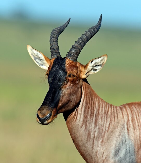 Topi antilope nel parco nazionale del masai mara. kenya