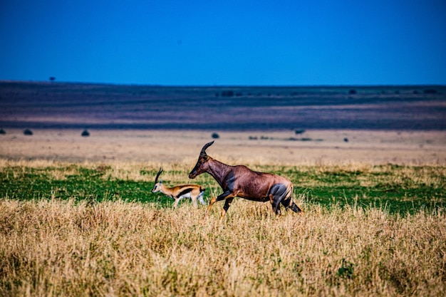 Foto topi antelope animali selvatici mammiferi savanna grassland maasai mara riserva nazionale di caccia parco naro