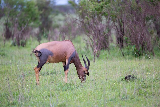 Topi-antilope in de Keniaanse savanne