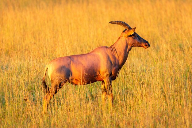 Topi stands in long grass facing right