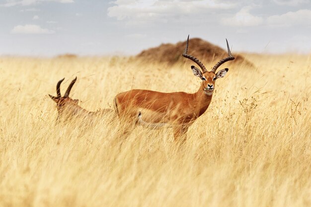 Topi in Tall Grass Eating Flower