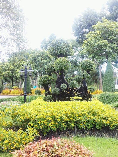 Foto topiario vicino agli alberi in giardino