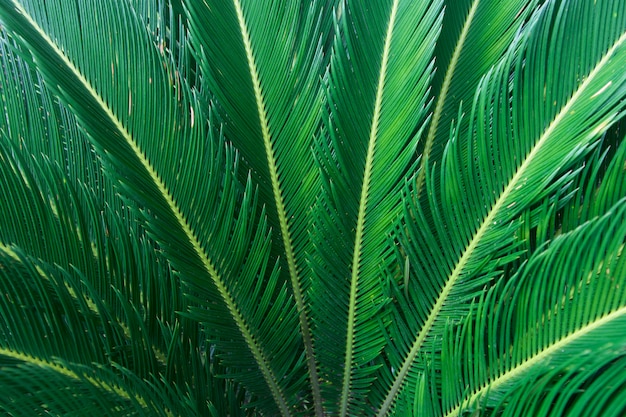 Topical green leaf background in nature