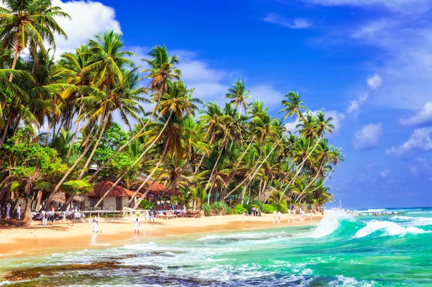 Topical palm paradise in Sri Lanka